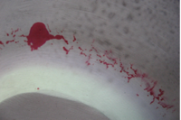 Ensaio Não Destrutivo Por Líquido Penetrante – 20 Horas